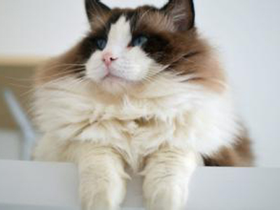 1462515724135821.jpg 布偶猫.jpg